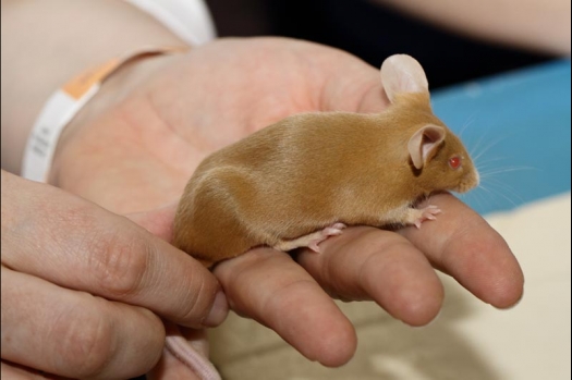 Dit zijn foto's gemaakt op de vijfde N.K.V. Bokaal, gehouden op 12 april 2015. Er waren ruim 260 knaagdieren ingeschreven. Op de foto's staan dit keer meer tamme ratten. De eerste keer dat ik Aly Bennink ratten zag keuren. De foto's zijn erg mooi geworden! Een Lakenvelder met gekleurde poten, rex gerbils, BEW rat, verkeerd gekleurde BEW wat ook wel BEC genoemd wordt. Helemaal top!
