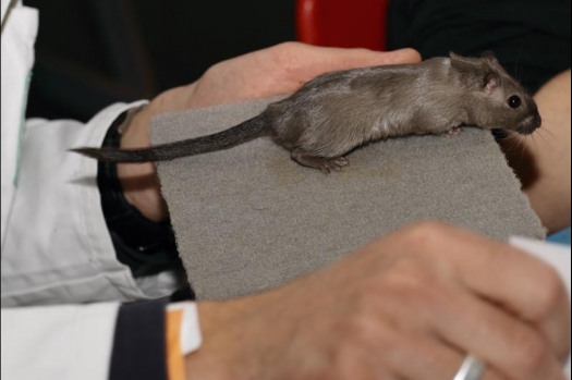 Dit zijn foto's gemaakt op de vijfde N.K.V. Bokaal, gehouden op 12 april 2015. Er waren ruim 260 knaagdieren ingeschreven. Op de foto's staan dit keer meer tamme ratten. De eerste keer dat ik Aly Bennink ratten zag keuren. De foto's zijn erg mooi geworden! Een Lakenvelder met gekleurde poten, rex gerbils, BEW rat, verkeerd gekleurde BEW wat ook wel BEC genoemd wordt. Helemaal top!
