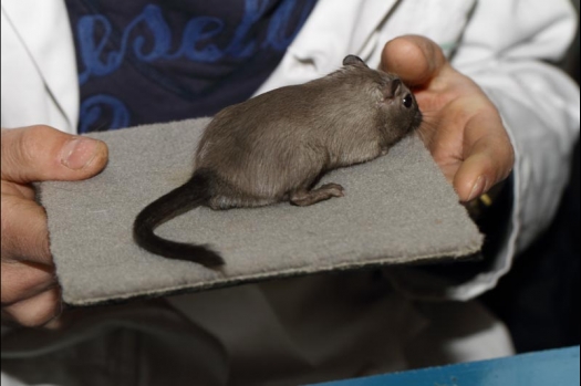 Dit zijn foto's gemaakt op de vijfde N.K.V. Bokaal, gehouden op 12 april 2015. Er waren ruim 260 knaagdieren ingeschreven. Op de foto's staan dit keer meer tamme ratten. De eerste keer dat ik Aly Bennink ratten zag keuren. De foto's zijn erg mooi geworden! Een Lakenvelder met gekleurde poten, rex gerbils, BEW rat, verkeerd gekleurde BEW wat ook wel BEC genoemd wordt. Helemaal top!
