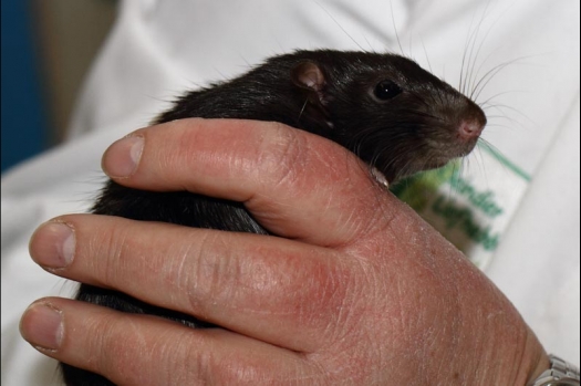 Dit zijn foto's gemaakt op de vijfde N.K.V. Bokaal, gehouden op 12 april 2015. Er waren ruim 260 knaagdieren ingeschreven. Op de foto's staan dit keer meer tamme ratten. De eerste keer dat ik Aly Bennink ratten zag keuren. De foto's zijn erg mooi geworden! Een Lakenvelder met gekleurde poten, rex gerbils, BEW rat, verkeerd gekleurde BEW wat ook wel BEC genoemd wordt. Helemaal top!
