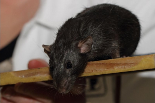 Dit zijn foto's gemaakt op de vijfde N.K.V. Bokaal, gehouden op 12 april 2015. Er waren ruim 260 knaagdieren ingeschreven. Op de foto's staan dit keer meer tamme ratten. De eerste keer dat ik Aly Bennink ratten zag keuren. De foto's zijn erg mooi geworden! Een Lakenvelder met gekleurde poten, rex gerbils, BEW rat, verkeerd gekleurde BEW wat ook wel BEC genoemd wordt. Helemaal top!
