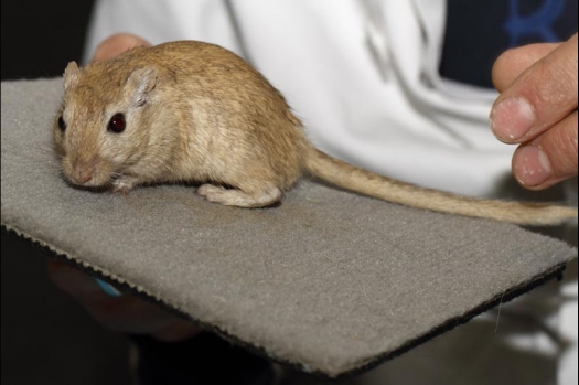 Dit zijn foto's gemaakt op de vijfde N.K.V. Bokaal, gehouden op 12 april 2015. Er waren ruim 260 knaagdieren ingeschreven. Op de foto's staan dit keer meer tamme ratten. De eerste keer dat ik Aly Bennink ratten zag keuren. De foto's zijn erg mooi geworden! Een Lakenvelder met gekleurde poten, rex gerbils, BEW rat, verkeerd gekleurde BEW wat ook wel BEC genoemd wordt. Helemaal top!
