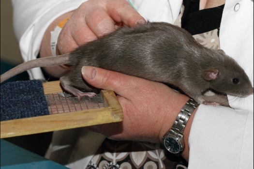 Dit zijn foto's gemaakt op de vijfde N.K.V. Bokaal, gehouden op 12 april 2015. Er waren ruim 260 knaagdieren ingeschreven. Op de foto's staan dit keer meer tamme ratten. De eerste keer dat ik Aly Bennink ratten zag keuren. De foto's zijn erg mooi geworden! Een Lakenvelder met gekleurde poten, rex gerbils, BEW rat, verkeerd gekleurde BEW wat ook wel BEC genoemd wordt. Helemaal top!
