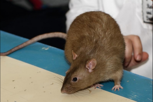 Dit zijn foto's gemaakt op de vijfde N.K.V. Bokaal, gehouden op 12 april 2015. Er waren ruim 260 knaagdieren ingeschreven. Op de foto's staan dit keer meer tamme ratten. De eerste keer dat ik Aly Bennink ratten zag keuren. De foto's zijn erg mooi geworden! Een Lakenvelder met gekleurde poten, rex gerbils, BEW rat, verkeerd gekleurde BEW wat ook wel BEC genoemd wordt. Helemaal top!
