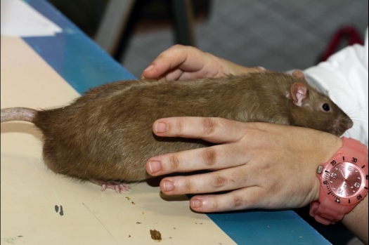 Dit zijn foto's gemaakt op de vijfde N.K.V. Bokaal, gehouden op 12 april 2015. Er waren ruim 260 knaagdieren ingeschreven. Op de foto's staan dit keer meer tamme ratten. De eerste keer dat ik Aly Bennink ratten zag keuren. De foto's zijn erg mooi geworden! Een Lakenvelder met gekleurde poten, rex gerbils, BEW rat, verkeerd gekleurde BEW wat ook wel BEC genoemd wordt. Helemaal top!
