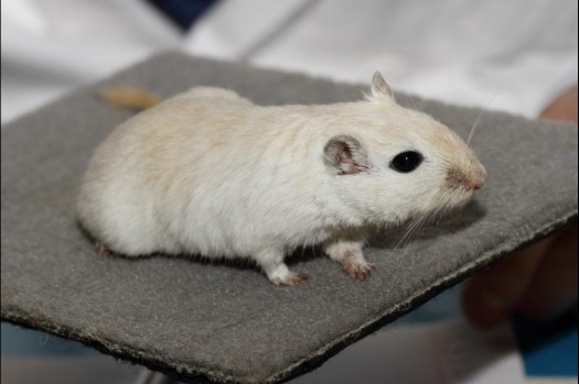 Dit zijn foto's gemaakt op de vijfde N.K.V. Bokaal, gehouden op 12 april 2015. Er waren ruim 260 knaagdieren ingeschreven. Op de foto's staan dit keer meer tamme ratten. De eerste keer dat ik Aly Bennink ratten zag keuren. De foto's zijn erg mooi geworden! Een Lakenvelder met gekleurde poten, rex gerbils, BEW rat, verkeerd gekleurde BEW wat ook wel BEC genoemd wordt. Helemaal top!
