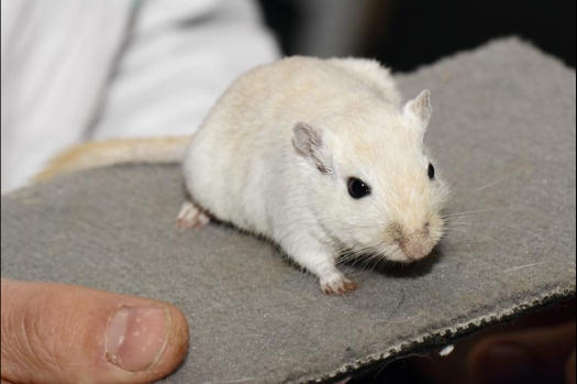 Dit zijn foto's gemaakt op de vijfde N.K.V. Bokaal, gehouden op 12 april 2015. Er waren ruim 260 knaagdieren ingeschreven. Op de foto's staan dit keer meer tamme ratten. De eerste keer dat ik Aly Bennink ratten zag keuren. De foto's zijn erg mooi geworden! Een Lakenvelder met gekleurde poten, rex gerbils, BEW rat, verkeerd gekleurde BEW wat ook wel BEC genoemd wordt. Helemaal top!
