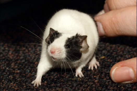 Dit zijn foto's gemaakt op de vijfde N.K.V. Bokaal, gehouden op 12 april 2015. Er waren ruim 260 knaagdieren ingeschreven. Op de foto's staan dit keer meer tamme ratten. De eerste keer dat ik Aly Bennink ratten zag keuren. De foto's zijn erg mooi geworden! Een Lakenvelder met gekleurde poten, rex gerbils, BEW rat, verkeerd gekleurde BEW wat ook wel BEC genoemd wordt. Helemaal top!
