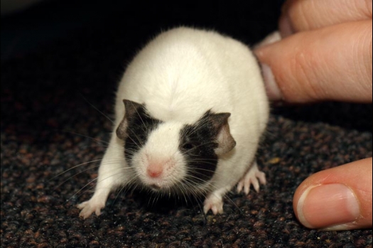 Dit zijn foto's gemaakt op de vijfde N.K.V. Bokaal, gehouden op 12 april 2015. Er waren ruim 260 knaagdieren ingeschreven. Op de foto's staan dit keer meer tamme ratten. De eerste keer dat ik Aly Bennink ratten zag keuren. De foto's zijn erg mooi geworden! Een Lakenvelder met gekleurde poten, rex gerbils, BEW rat, verkeerd gekleurde BEW wat ook wel BEC genoemd wordt. Helemaal top!
