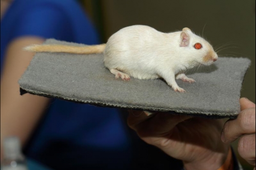 Dit zijn foto's gemaakt op de vijfde N.K.V. Bokaal, gehouden op 12 april 2015. Er waren ruim 260 knaagdieren ingeschreven. Op de foto's staan dit keer meer tamme ratten. De eerste keer dat ik Aly Bennink ratten zag keuren. De foto's zijn erg mooi geworden! Een Lakenvelder met gekleurde poten, rex gerbils, BEW rat, verkeerd gekleurde BEW wat ook wel BEC genoemd wordt. Helemaal top!
