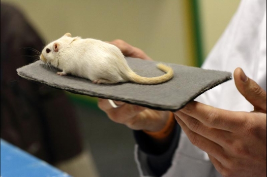 Dit zijn foto's gemaakt op de vijfde N.K.V. Bokaal, gehouden op 12 april 2015. Er waren ruim 260 knaagdieren ingeschreven. Op de foto's staan dit keer meer tamme ratten. De eerste keer dat ik Aly Bennink ratten zag keuren. De foto's zijn erg mooi geworden! Een Lakenvelder met gekleurde poten, rex gerbils, BEW rat, verkeerd gekleurde BEW wat ook wel BEC genoemd wordt. Helemaal top!
