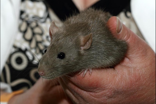 Dit zijn foto's gemaakt op de vijfde N.K.V. Bokaal, gehouden op 12 april 2015. Er waren ruim 260 knaagdieren ingeschreven. Op de foto's staan dit keer meer tamme ratten. De eerste keer dat ik Aly Bennink ratten zag keuren. De foto's zijn erg mooi geworden! Een Lakenvelder met gekleurde poten, rex gerbils, BEW rat, verkeerd gekleurde BEW wat ook wel BEC genoemd wordt. Helemaal top!
