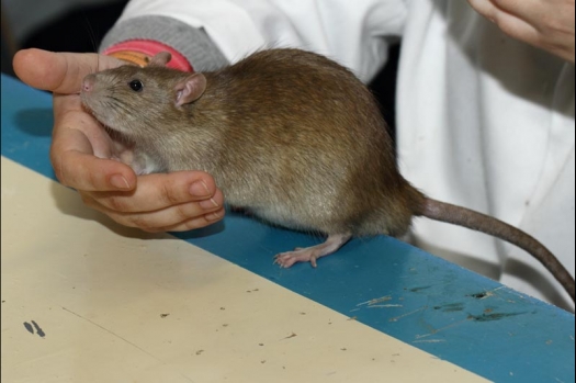 Dit zijn foto's gemaakt op de vijfde N.K.V. Bokaal, gehouden op 12 april 2015. Er waren ruim 260 knaagdieren ingeschreven. Op de foto's staan dit keer meer tamme ratten. De eerste keer dat ik Aly Bennink ratten zag keuren. De foto's zijn erg mooi geworden! Een Lakenvelder met gekleurde poten, rex gerbils, BEW rat, verkeerd gekleurde BEW wat ook wel BEC genoemd wordt. Helemaal top!
