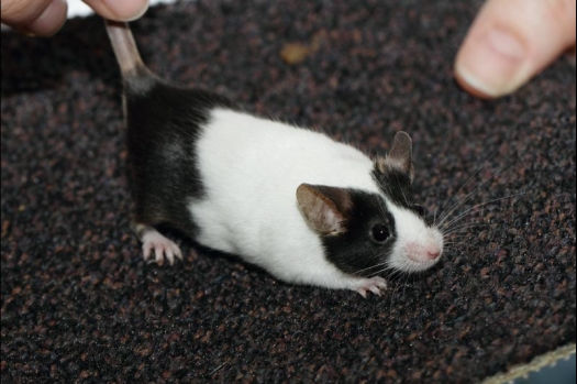 Dit zijn foto's gemaakt op de vijfde N.K.V. Bokaal, gehouden op 12 april 2015. Er waren ruim 260 knaagdieren ingeschreven. Op de foto's staan dit keer meer tamme ratten. De eerste keer dat ik Aly Bennink ratten zag keuren. De foto's zijn erg mooi geworden! Een Lakenvelder met gekleurde poten, rex gerbils, BEW rat, verkeerd gekleurde BEW wat ook wel BEC genoemd wordt. Helemaal top!
