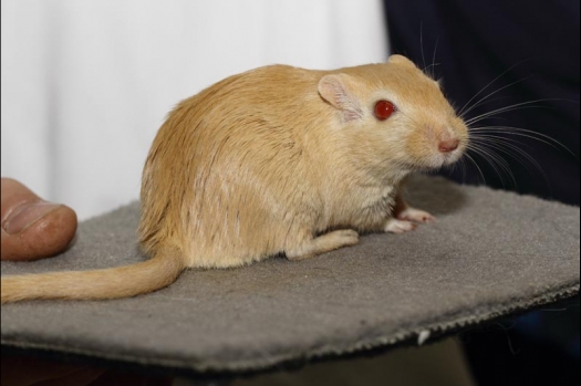 Dit zijn foto's gemaakt op de vijfde N.K.V. Bokaal, gehouden op 12 april 2015. Er waren ruim 260 knaagdieren ingeschreven. Op de foto's staan dit keer meer tamme ratten. De eerste keer dat ik Aly Bennink ratten zag keuren. De foto's zijn erg mooi geworden! Een Lakenvelder met gekleurde poten, rex gerbils, BEW rat, verkeerd gekleurde BEW wat ook wel BEC genoemd wordt. Helemaal top!
