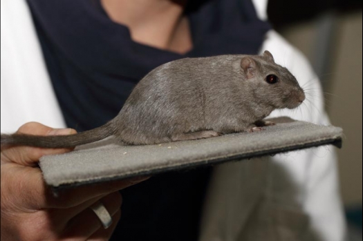 Dit zijn foto's gemaakt op de vijfde N.K.V. Bokaal, gehouden op 12 april 2015. Er waren ruim 260 knaagdieren ingeschreven. Op de foto's staan dit keer meer tamme ratten. De eerste keer dat ik Aly Bennink ratten zag keuren. De foto's zijn erg mooi geworden! Een Lakenvelder met gekleurde poten, rex gerbils, BEW rat, verkeerd gekleurde BEW wat ook wel BEC genoemd wordt. Helemaal top!
