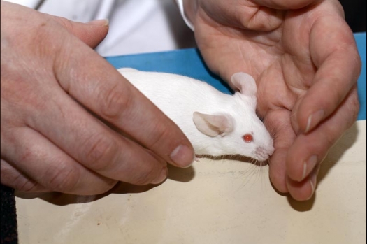 Dit zijn foto's gemaakt op de vijfde N.K.V. Bokaal, gehouden op 12 april 2015. Er waren ruim 260 knaagdieren ingeschreven. Op de foto's staan dit keer meer tamme ratten. De eerste keer dat ik Aly Bennink ratten zag keuren. De foto's zijn erg mooi geworden! Een Lakenvelder met gekleurde poten, rex gerbils, BEW rat, verkeerd gekleurde BEW wat ook wel BEC genoemd wordt. Helemaal top!
