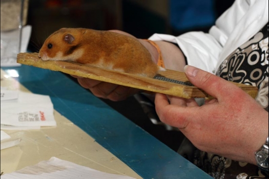 Dit zijn foto's gemaakt op de vijfde N.K.V. Bokaal, gehouden op 12 april 2015. Er waren ruim 260 knaagdieren ingeschreven. Op de foto's staan dit keer meer tamme ratten. De eerste keer dat ik Aly Bennink ratten zag keuren. De foto's zijn erg mooi geworden! Een Lakenvelder met gekleurde poten, rex gerbils, BEW rat, verkeerd gekleurde BEW wat ook wel BEC genoemd wordt. Helemaal top!
