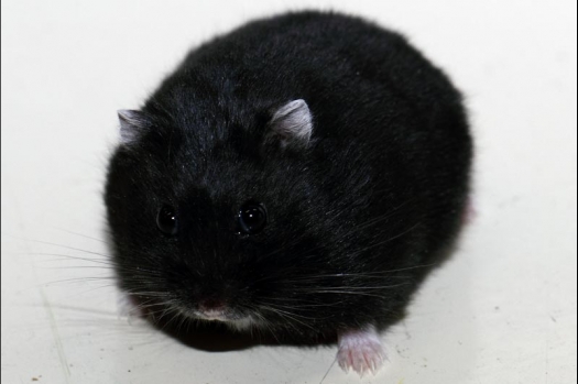 Dit zijn foto's gemaakt op de vijfde N.K.V. Bokaal, gehouden op 12 april 2015. Er waren ruim 260 knaagdieren ingeschreven. Op de foto's staan dit keer meer tamme ratten. De eerste keer dat ik Aly Bennink ratten zag keuren. De foto's zijn erg mooi geworden! Een Lakenvelder met gekleurde poten, rex gerbils, BEW rat, verkeerd gekleurde BEW wat ook wel BEC genoemd wordt. Helemaal top!
