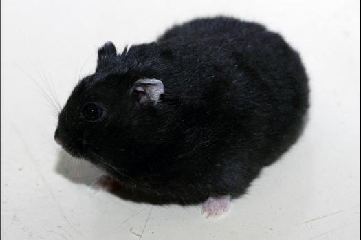 Dit zijn foto's gemaakt op de vijfde N.K.V. Bokaal, gehouden op 12 april 2015. Er waren ruim 260 knaagdieren ingeschreven. Op de foto's staan dit keer meer tamme ratten. De eerste keer dat ik Aly Bennink ratten zag keuren. De foto's zijn erg mooi geworden! Een Lakenvelder met gekleurde poten, rex gerbils, BEW rat, verkeerd gekleurde BEW wat ook wel BEC genoemd wordt. Helemaal top!
