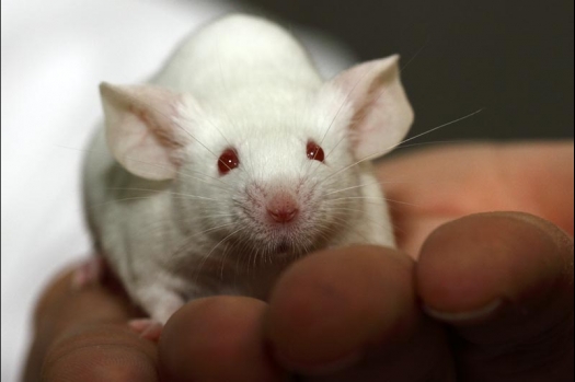 Dit zijn foto's gemaakt op de vijfde N.K.V. Bokaal, gehouden op 12 april 2015. Er waren ruim 260 knaagdieren ingeschreven. Op de foto's staan dit keer meer tamme ratten. De eerste keer dat ik Aly Bennink ratten zag keuren. De foto's zijn erg mooi geworden! Een Lakenvelder met gekleurde poten, rex gerbils, BEW rat, verkeerd gekleurde BEW wat ook wel BEC genoemd wordt. Helemaal top!
