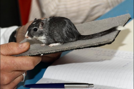 Dit zijn foto's gemaakt op de vijfde N.K.V. Bokaal, gehouden op 12 april 2015. Er waren ruim 260 knaagdieren ingeschreven. Op de foto's staan dit keer meer tamme ratten. De eerste keer dat ik Aly Bennink ratten zag keuren. De foto's zijn erg mooi geworden! Een Lakenvelder met gekleurde poten, rex gerbils, BEW rat, verkeerd gekleurde BEW wat ook wel BEC genoemd wordt. Helemaal top!
