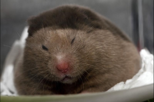 Dit zijn foto's gemaakt op de vijfde N.K.V. Bokaal, gehouden op 12 april 2015. Er waren ruim 260 knaagdieren ingeschreven. Op de foto's staan dit keer meer tamme ratten. De eerste keer dat ik Aly Bennink ratten zag keuren. De foto's zijn erg mooi geworden! Een Lakenvelder met gekleurde poten, rex gerbils, BEW rat, verkeerd gekleurde BEW wat ook wel BEC genoemd wordt. Helemaal top!
