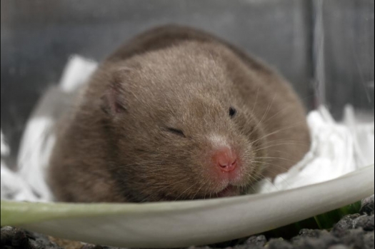 Dit zijn foto's gemaakt op de vijfde N.K.V. Bokaal, gehouden op 12 april 2015. Er waren ruim 260 knaagdieren ingeschreven. Op de foto's staan dit keer meer tamme ratten. De eerste keer dat ik Aly Bennink ratten zag keuren. De foto's zijn erg mooi geworden! Een Lakenvelder met gekleurde poten, rex gerbils, BEW rat, verkeerd gekleurde BEW wat ook wel BEC genoemd wordt. Helemaal top!
