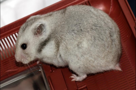 Dit zijn foto's gemaakt op de vijfde N.K.V. Bokaal, gehouden op 12 april 2015. Er waren ruim 260 knaagdieren ingeschreven. Op de foto's staan dit keer meer tamme ratten. De eerste keer dat ik Aly Bennink ratten zag keuren. De foto's zijn erg mooi geworden! Een Lakenvelder met gekleurde poten, rex gerbils, BEW rat, verkeerd gekleurde BEW wat ook wel BEC genoemd wordt. Helemaal top!
