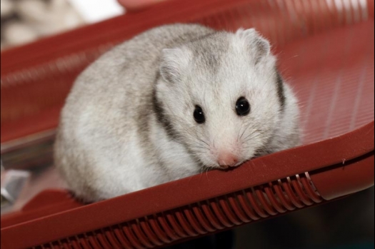 Dit zijn foto's gemaakt op de vijfde N.K.V. Bokaal, gehouden op 12 april 2015. Er waren ruim 260 knaagdieren ingeschreven. Op de foto's staan dit keer meer tamme ratten. De eerste keer dat ik Aly Bennink ratten zag keuren. De foto's zijn erg mooi geworden! Een Lakenvelder met gekleurde poten, rex gerbils, BEW rat, verkeerd gekleurde BEW wat ook wel BEC genoemd wordt. Helemaal top!
