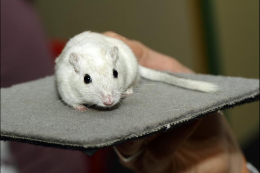 Dit zijn foto's gemaakt op de vijfde N.K.V. Bokaal, gehouden op 12 april 2015. Er waren ruim 260 knaagdieren ingeschreven. Op de foto's staan dit keer meer tamme ratten. De eerste keer dat ik Aly Bennink ratten zag keuren. De foto's zijn erg mooi geworden! Een Lakenvelder met gekleurde poten, rex gerbils, BEW rat, verkeerd gekleurde BEW wat ook wel BEC genoemd wordt. Helemaal top!
