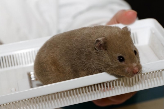 Dit zijn foto's gemaakt op de vijfde N.K.V. Bokaal, gehouden op 12 april 2015. Er waren ruim 260 knaagdieren ingeschreven. Op de foto's staan dit keer meer tamme ratten. De eerste keer dat ik Aly Bennink ratten zag keuren. De foto's zijn erg mooi geworden! Een Lakenvelder met gekleurde poten, rex gerbils, BEW rat, verkeerd gekleurde BEW wat ook wel BEC genoemd wordt. Helemaal top!
