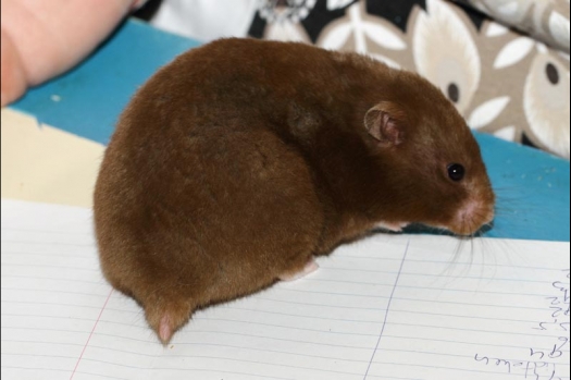 Dit zijn foto's gemaakt op de vijfde N.K.V. Bokaal, gehouden op 12 april 2015. Er waren ruim 260 knaagdieren ingeschreven. Op de foto's staan dit keer meer tamme ratten. De eerste keer dat ik Aly Bennink ratten zag keuren. De foto's zijn erg mooi geworden! Een Lakenvelder met gekleurde poten, rex gerbils, BEW rat, verkeerd gekleurde BEW wat ook wel BEC genoemd wordt. Helemaal top!
