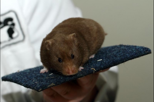 Dit zijn foto's gemaakt op de vijfde N.K.V. Bokaal, gehouden op 12 april 2015. Er waren ruim 260 knaagdieren ingeschreven. Op de foto's staan dit keer meer tamme ratten. De eerste keer dat ik Aly Bennink ratten zag keuren. De foto's zijn erg mooi geworden! Een Lakenvelder met gekleurde poten, rex gerbils, BEW rat, verkeerd gekleurde BEW wat ook wel BEC genoemd wordt. Helemaal top!
