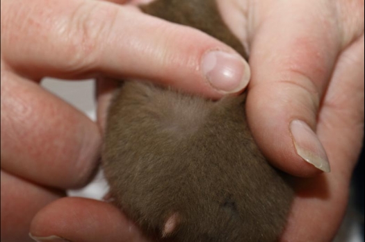 Dit zijn foto's gemaakt op de vijfde N.K.V. Bokaal, gehouden op 12 april 2015. Er waren ruim 260 knaagdieren ingeschreven. Op de foto's staan dit keer meer tamme ratten. De eerste keer dat ik Aly Bennink ratten zag keuren. De foto's zijn erg mooi geworden! Een Lakenvelder met gekleurde poten, rex gerbils, BEW rat, verkeerd gekleurde BEW wat ook wel BEC genoemd wordt. Helemaal top!
