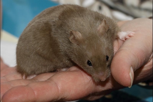 Dit zijn foto's gemaakt op de vijfde N.K.V. Bokaal, gehouden op 12 april 2015. Er waren ruim 260 knaagdieren ingeschreven. Op de foto's staan dit keer meer tamme ratten. De eerste keer dat ik Aly Bennink ratten zag keuren. De foto's zijn erg mooi geworden! Een Lakenvelder met gekleurde poten, rex gerbils, BEW rat, verkeerd gekleurde BEW wat ook wel BEC genoemd wordt. Helemaal top!
