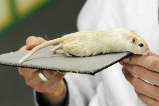 Dit zijn foto's gemaakt op de vijfde N.K.V. Bokaal, gehouden op 12 april 2015. Er waren ruim 260 knaagdieren ingeschreven. Op de foto's staan dit keer meer tamme ratten. De eerste keer dat ik Aly Bennink ratten zag keuren. De foto's zijn erg mooi geworden! Een Lakenvelder met gekleurde poten, rex gerbils, BEW rat, verkeerd gekleurde BEW wat ook wel BEC genoemd wordt. Helemaal top!
