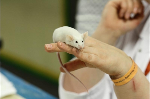 Dit zijn foto's gemaakt op de vijfde N.K.V. Bokaal, gehouden op 12 april 2015. Er waren ruim 260 knaagdieren ingeschreven. Op de foto's staan dit keer meer tamme ratten. De eerste keer dat ik Aly Bennink ratten zag keuren. De foto's zijn erg mooi geworden! Een Lakenvelder met gekleurde poten, rex gerbils, BEW rat, verkeerd gekleurde BEW wat ook wel BEC genoemd wordt. Helemaal top!
