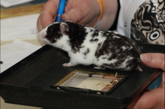 Dit zijn foto's gemaakt op de vijfde N.K.V. Bokaal, gehouden op 12 april 2015. Er waren ruim 260 knaagdieren ingeschreven. Op de foto's staan dit keer meer tamme ratten. De eerste keer dat ik Aly Bennink ratten zag keuren. De foto's zijn erg mooi geworden! Een Lakenvelder met gekleurde poten, rex gerbils, BEW rat, verkeerd gekleurde BEW wat ook wel BEC genoemd wordt. Helemaal top!
