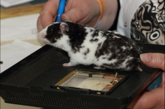 Dit zijn foto's gemaakt op de vijfde N.K.V. Bokaal, gehouden op 12 april 2015. Er waren ruim 260 knaagdieren ingeschreven. Op de foto's staan dit keer meer tamme ratten. De eerste keer dat ik Aly Bennink ratten zag keuren. De foto's zijn erg mooi geworden! Een Lakenvelder met gekleurde poten, rex gerbils, BEW rat, verkeerd gekleurde BEW wat ook wel BEC genoemd wordt. Helemaal top!
