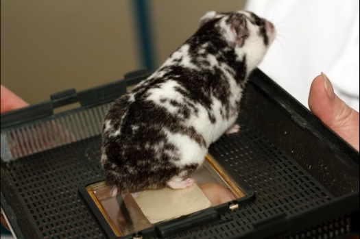 Dit zijn foto's gemaakt op de vijfde N.K.V. Bokaal, gehouden op 12 april 2015. Er waren ruim 260 knaagdieren ingeschreven. Op de foto's staan dit keer meer tamme ratten. De eerste keer dat ik Aly Bennink ratten zag keuren. De foto's zijn erg mooi geworden! Een Lakenvelder met gekleurde poten, rex gerbils, BEW rat, verkeerd gekleurde BEW wat ook wel BEC genoemd wordt. Helemaal top!
