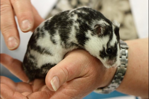 Dit zijn foto's gemaakt op de vijfde N.K.V. Bokaal, gehouden op 12 april 2015. Er waren ruim 260 knaagdieren ingeschreven. Op de foto's staan dit keer meer tamme ratten. De eerste keer dat ik Aly Bennink ratten zag keuren. De foto's zijn erg mooi geworden! Een Lakenvelder met gekleurde poten, rex gerbils, BEW rat, verkeerd gekleurde BEW wat ook wel BEC genoemd wordt. Helemaal top!
