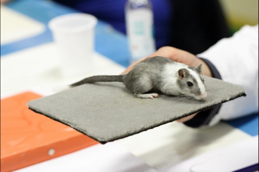 Dit zijn foto's gemaakt op de vijfde N.K.V. Bokaal, gehouden op 12 april 2015. Er waren ruim 260 knaagdieren ingeschreven. Op de foto's staan dit keer meer tamme ratten. De eerste keer dat ik Aly Bennink ratten zag keuren. De foto's zijn erg mooi geworden! Een Lakenvelder met gekleurde poten, rex gerbils, BEW rat, verkeerd gekleurde BEW wat ook wel BEC genoemd wordt. Helemaal top!
