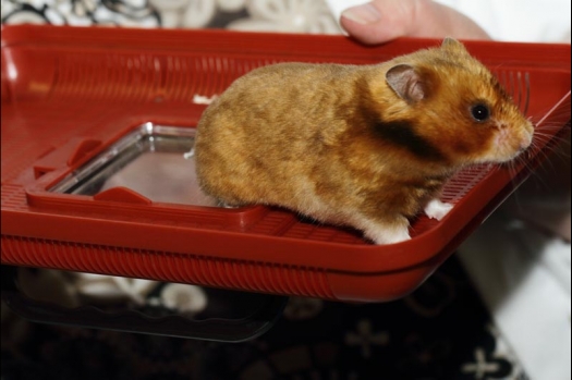 Dit zijn foto's gemaakt op de vijfde N.K.V. Bokaal, gehouden op 12 april 2015. Er waren ruim 260 knaagdieren ingeschreven. Op de foto's staan dit keer meer tamme ratten. De eerste keer dat ik Aly Bennink ratten zag keuren. De foto's zijn erg mooi geworden! Een Lakenvelder met gekleurde poten, rex gerbils, BEW rat, verkeerd gekleurde BEW wat ook wel BEC genoemd wordt. Helemaal top!
