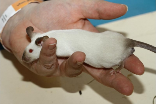 Dit zijn foto's gemaakt op de vijfde N.K.V. Bokaal, gehouden op 12 april 2015. Er waren ruim 260 knaagdieren ingeschreven. Op de foto's staan dit keer meer tamme ratten. De eerste keer dat ik Aly Bennink ratten zag keuren. De foto's zijn erg mooi geworden! Een Lakenvelder met gekleurde poten, rex gerbils, BEW rat, verkeerd gekleurde BEW wat ook wel BEC genoemd wordt. Helemaal top!
