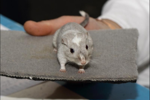 Dit zijn foto's gemaakt op de vijfde N.K.V. Bokaal, gehouden op 12 april 2015. Er waren ruim 260 knaagdieren ingeschreven. Op de foto's staan dit keer meer tamme ratten. De eerste keer dat ik Aly Bennink ratten zag keuren. De foto's zijn erg mooi geworden! Een Lakenvelder met gekleurde poten, rex gerbils, BEW rat, verkeerd gekleurde BEW wat ook wel BEC genoemd wordt. Helemaal top!
