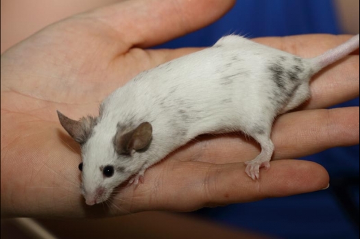 Dit zijn foto's gemaakt op de vijfde N.K.V. Bokaal, gehouden op 12 april 2015. Er waren ruim 260 knaagdieren ingeschreven. Op de foto's staan dit keer meer tamme ratten. De eerste keer dat ik Aly Bennink ratten zag keuren. De foto's zijn erg mooi geworden! Een Lakenvelder met gekleurde poten, rex gerbils, BEW rat, verkeerd gekleurde BEW wat ook wel BEC genoemd wordt. Helemaal top!
