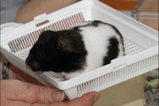 Dit zijn foto's gemaakt op de vijfde N.K.V. Bokaal, gehouden op 12 april 2015. Er waren ruim 260 knaagdieren ingeschreven. Op de foto's staan dit keer meer tamme ratten. De eerste keer dat ik Aly Bennink ratten zag keuren. De foto's zijn erg mooi geworden! Een Lakenvelder met gekleurde poten, rex gerbils, BEW rat, verkeerd gekleurde BEW wat ook wel BEC genoemd wordt. Helemaal top!
