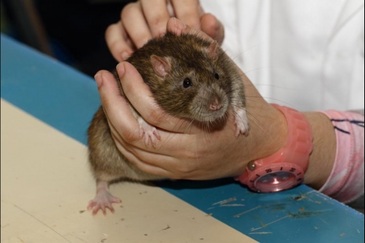 Dit zijn foto's gemaakt op de vijfde N.K.V. Bokaal, gehouden op 12 april 2015. Er waren ruim 260 knaagdieren ingeschreven. Op de foto's staan dit keer meer tamme ratten. De eerste keer dat ik Aly Bennink ratten zag keuren. De foto's zijn erg mooi geworden! Een Lakenvelder met gekleurde poten, rex gerbils, BEW rat, verkeerd gekleurde BEW wat ook wel BEC genoemd wordt. Helemaal top!
