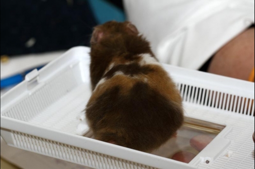 Dit zijn foto's gemaakt op de vijfde N.K.V. Bokaal, gehouden op 12 april 2015. Er waren ruim 260 knaagdieren ingeschreven. Op de foto's staan dit keer meer tamme ratten. De eerste keer dat ik Aly Bennink ratten zag keuren. De foto's zijn erg mooi geworden! Een Lakenvelder met gekleurde poten, rex gerbils, BEW rat, verkeerd gekleurde BEW wat ook wel BEC genoemd wordt. Helemaal top!
